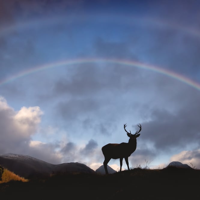 Stag, Glencoe