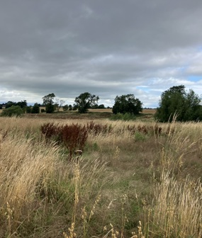 Killerby Hall Farm Habitat Bank