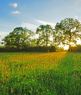 Buckinghamshire Habitat Bank