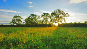 Buckinghamshire picture 1