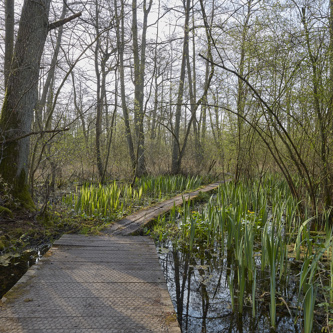 Fordham_Wet_Woods_And_Great_Wilbraham_210421 5